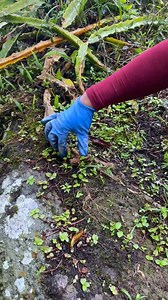 29K views · 525 reactions | Como Cultivar Pitahaya o Pitaya #pitayas | Jardín De La Chita | Facebook