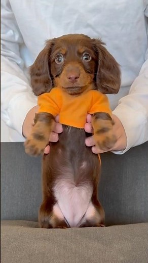 Dancing DACHSHUNDS Back It Up! #minidachshund #dance #puppy #dachshund #funny #cutepuppy #weinerdog