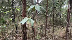 Trio of cheeky Yellow-faced Whip Snakes from a retaining wall in there Glass House Mountains. | Sunshine Coast Snake Catchers 24/7