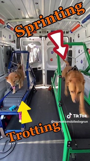 Happy Dogs on Non-Motorized Treadmills | Squeaks Mobile Dog Run