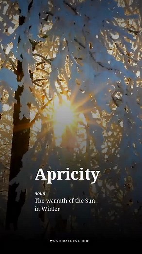 ☀️ Apricity (noun) — The warmth of the Sun in Winter #nature | Naturalist's Guide