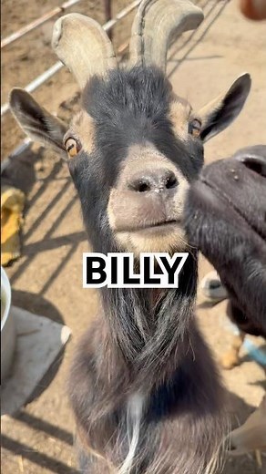 Billy The Goat