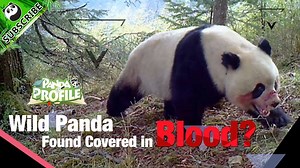 A panda was seen covered in blood? What's happened to him? Is he alright now? Panda Profile Special tells this true story of a hurt wild panda. | iPanda