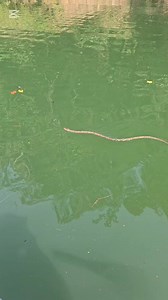 720K views · 6.4K reactions | Nombre científico:Bothrops asper.⏩️Nombre común:mapaná,cuatro narices,terciopelo.⚠️Presenta veneno hemotóxico.Es de importancia médica. Se alimenta de pequeñas ranas,lagartos Etc.⏩️El género Bothrops está relacionada con aproximadamente el 80% de accidentes ofídicos en Colombia.Avistada:Norcasia/Caldas. Video de: Oscar Medina Gonzalez. | Roberto Tipon/Serpientes de Colombia/Accidente ofídico. | Facebook