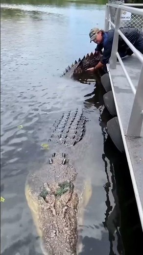 Saltwater Crocodiles