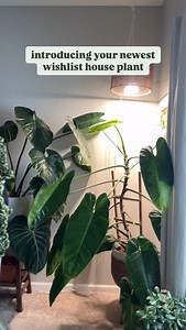 variegated Hoya compacta stays in my top favorite plants for a reason 🌸 | Earth Wind and Plants