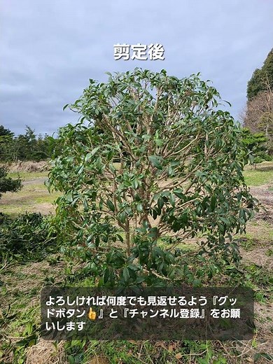 モクセイ(金木犀)の透かし剪定#キンモクセイ【造園 植木屋 庭師 庭木 樹木 職人】