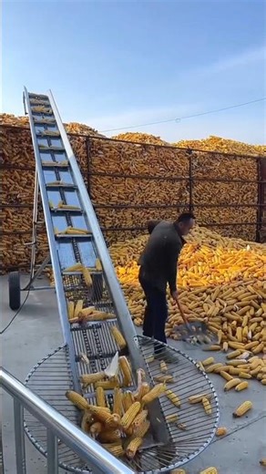 Amazing helpful machine for corn farming | essential farming tools #tools #machine