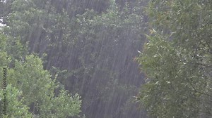 Raining, Storm, Torrential Summer Rain in Forest, Inundation, Flooding Natural Calamity, Disaster, Rainy, Stormy in Wood Foliage