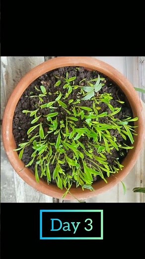 Time-lapse of growing millet plant 🌿