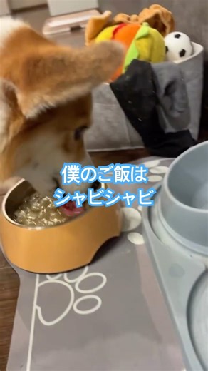 消化を良くするためにふやかしご飯を食べる#こーやん #コーギー #コーギーのいる暮らし #乳酸菌 #ふりかけワン#オリジン #ドッグフード #犬のご飯 #max-p#ふやかしご飯#夜ご飯