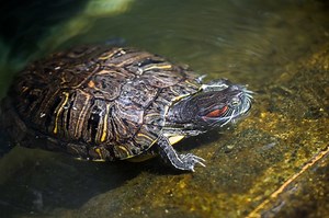 Red-Eared Slider Turtle Skin Is Peeling - Cuteness