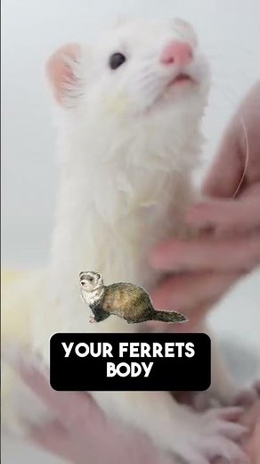 How to Bathe Ferrets: Get the armpits!