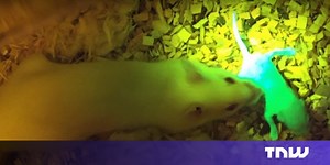 Scientists 3D-print ovaries for mice — and they work