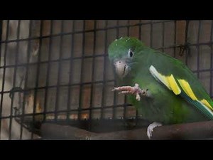 Close-up White winged Parakeet