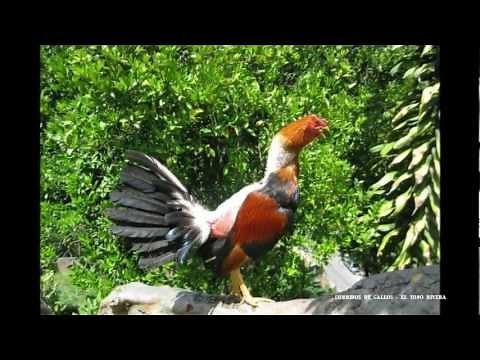 CORRIDOS DE GALLOS ANTONIO AGUILAR SANGRE CALIENTE