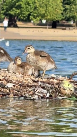"Mandarin ducklings begin leaving the platform with their mum 🦆🐥"