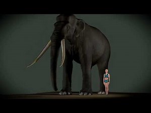 The Biggest Elephant Ever. Palaeoloxodon Namadicus 3d Size Visualization