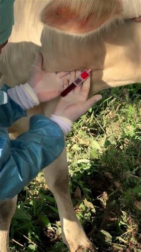 Blood Sampling of Cow