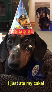 "Well, it's my brother Oakley's birthday today! So of course I had to give him a FaceTime call!" ~ Crusoe | Crusoe the Celebrity Dachshund
