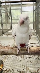 7.7K views · 290 reactions | ♦️Parrots Colors And Mutations.....