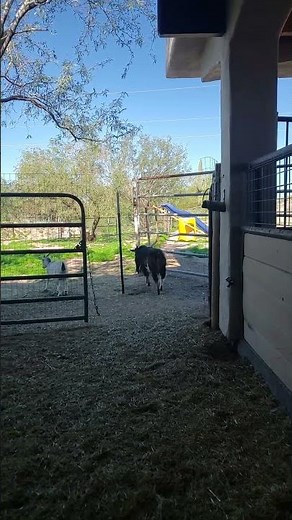 Volume up! so this is how a Billy goat sounds like when he's trying to get some!!!