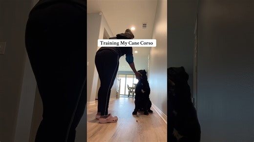 Why training is vital for a giant protection breed dog