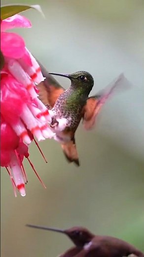 How Fast Can a Hummingbird Fly?