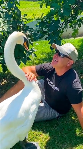 434K views · 10K reactions | Rigó and Totó have been best friends ever since the day Totó hatched. And now that Totó's grown, they go on exciting adventures all over town... some of their favorite places might surprise you! Keep up with Totó & Rigó on Instagram: https://thedo.do/TotoGabor | The Dodo | Facebook