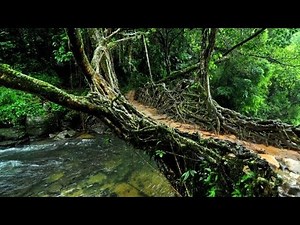 Living root bridge in Shillong Meghalaya | Shilong Meghalay | North East India | Part-21
