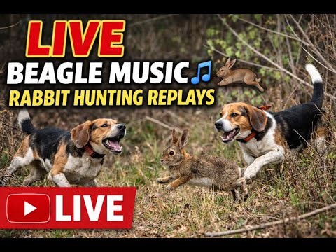 LIVE Beagle Music 🎵 | Rabbit Hunting Replays