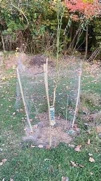 DIY Keep Deer off trees - Tree Cage /Fence #homestead #tree #deer #howto #diy #buschraft
