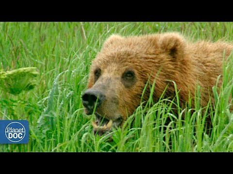 Alaska Salvaje. Documental Completo