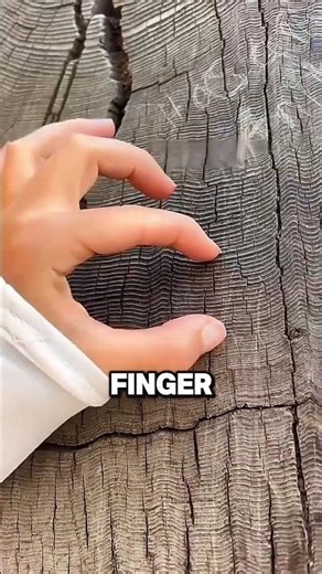 How Scientists Measure the Age of a Tree🤯