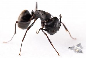 Flying microchips the size of sand are tracking air data. Watch them fly – Lifeboat News: The Blog