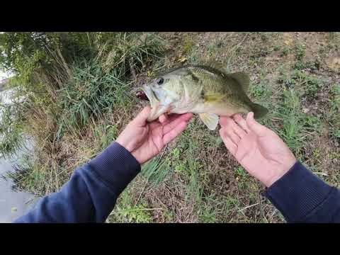 Žaba i ja...i basevi-površinske eksplozije!/Toad and me...and bass-topwater explosions!