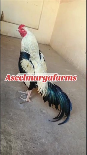 #aseelmurgafarms #mushkiaseel #lasaniaseel #chaudharykamranshahidfarm #poultryfarming #birds #viral
