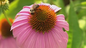 Rare and beautiful Tennessee flower rebounds from the brink of extinction