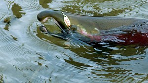 52K views · 459 reactions | “The thing about Kitimat is its location, right from the headwaters of the Kitimat River to the Douglas Channel” says Tracey Hittel of Kitimat Lodge. “What makes Kitimat magical to me is that you’ve got a river and an ocean right beside each other; they are one” Visit Kitimat | Kitimat Lodge | Destination British Columbia | Canada Keep Exploring | Fishing BC | Facebook