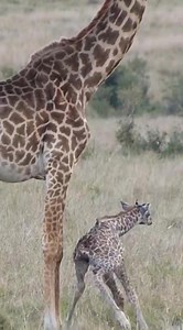 868K views · 23K reactions | The giraffe baby dance漣殺拾凉. These are the first wobbly steps, just a few minutes after birth!!! You can imagine that after a thunderous 2 meter fall, someone can be this excited? Nature has its plans indeed #giraffe #giraffes #giraffelove #baby #giraffeconservation #giraffebaby #safari #gamedrivesafari #safariadventure #mother #babyanimals | Wildfriends Africa | Facebook