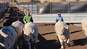 ETN BULLS are heading South! OKEECHOBEE LIVESTOCK MARKET - EATON CHAROLAIS BULL SALE October 21st Okeechobee Livestock Market | Eaton Charolais Ranch
