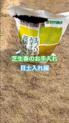 2025年3月下旬芝生春のお手入れ-目土入れ編 #芝生 #芝生の手入れ #ガーデニング