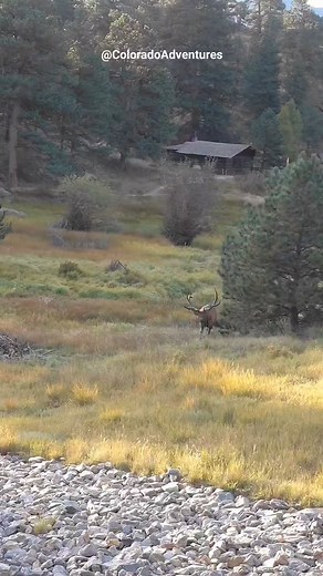 3.1M views · 44K reactions | Bull elk in Estes Park Colorado during the rut last year. | Colorado Adventures | Facebook