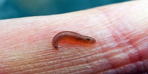 What Do Baby Leeches Look Like? - Classified Mom