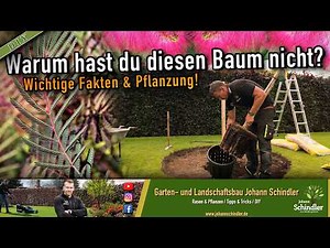 Silk Tree / Mimosa Tree - Key Facts & Planting * Albizia julibrissin