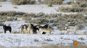 CBS News Sunday Morning:Nature: Wolves of Yellowstone