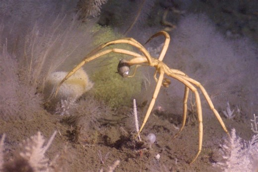 This fearsome ocean crawler slurps prey like a smoothie, breathes through its legs and can grow as big as a cat | Discover Wildlife