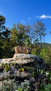 The Next generation of heat🔥 #huntingdogs %•#biggamehunting #curdogs #dogs #puppies | Country Western Hunts