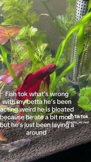 Understanding Betta Fish Health Issues