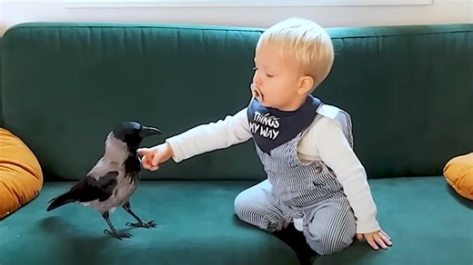 Little Crow Named Russell Adopts His Rescuer's Young Boy Into His Flock